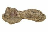 Fossil Crinoid (Jimbacrinus) - Gascoyne Junction, Australia #189494-1